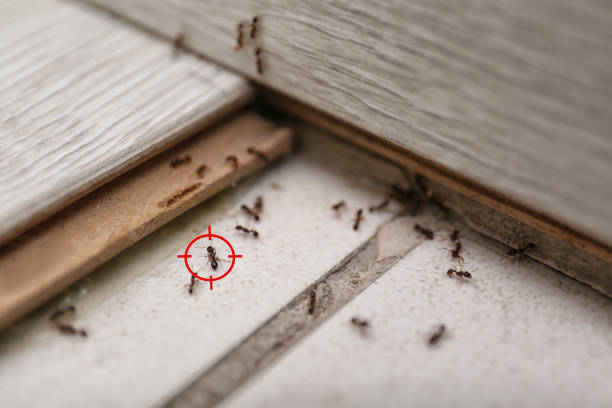 Best Termite Control Services  in Susanville, CA